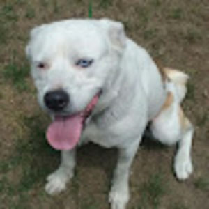 Meet your Posher, George